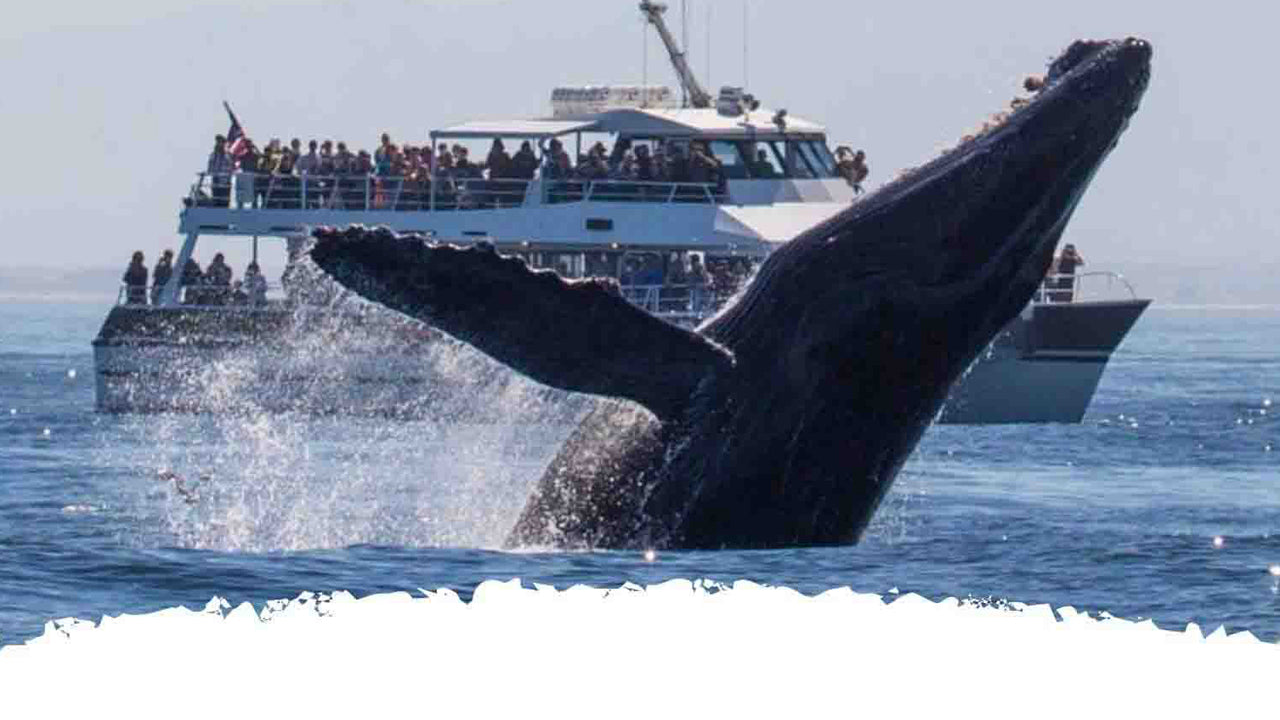 Whale Watching from Kalpitiya