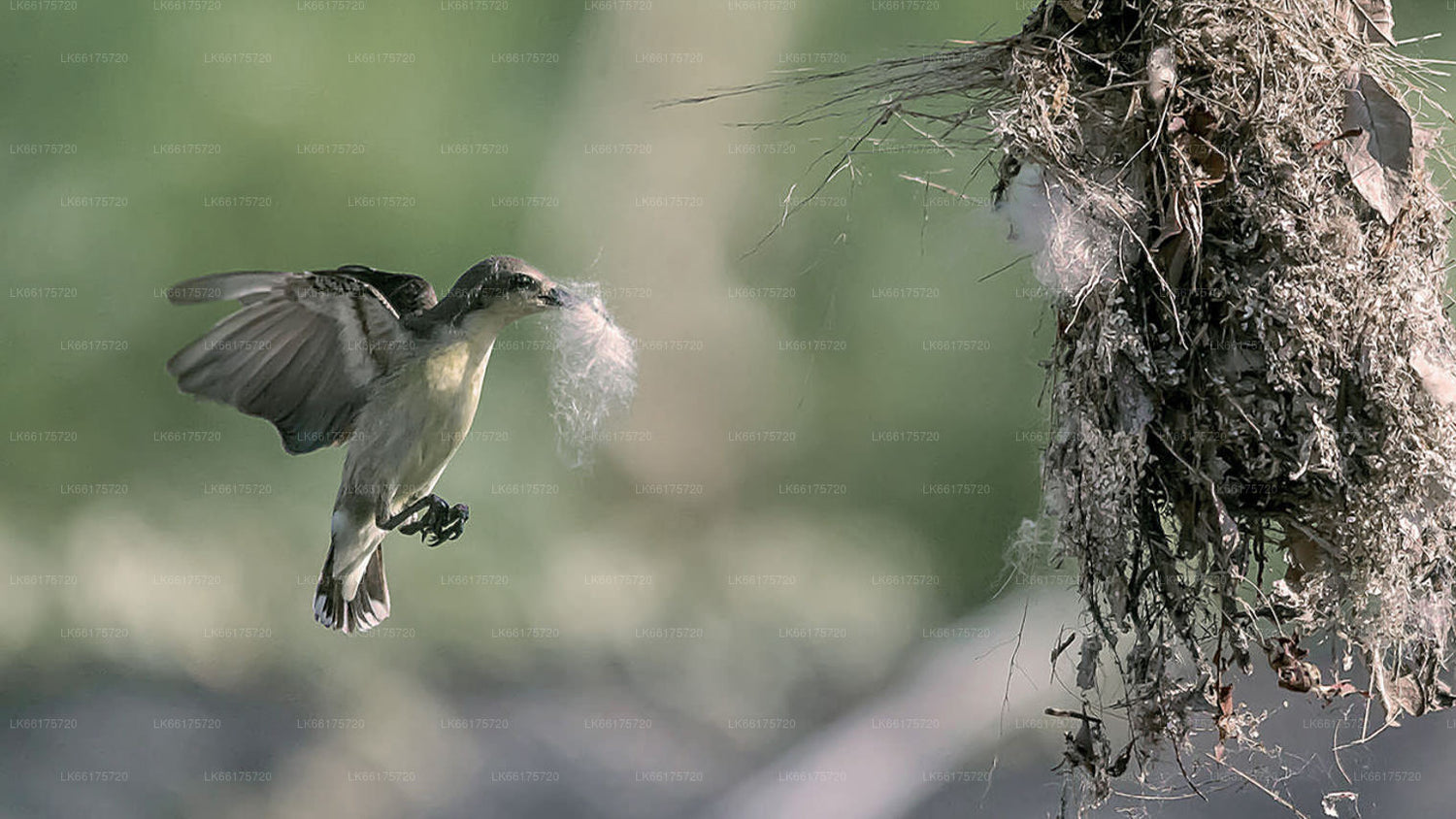 Birdwatching from Sigiriya