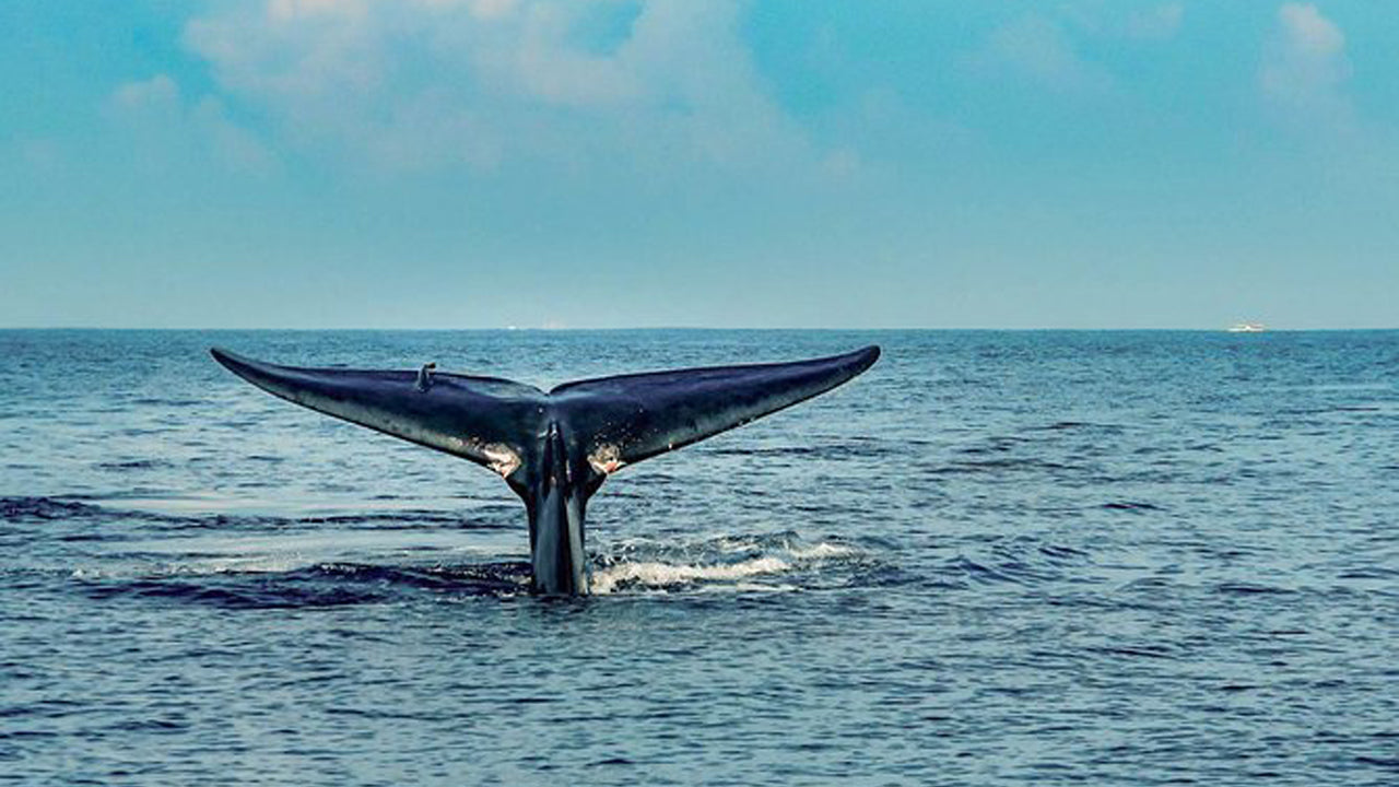 7 Hour Whale Watching Cruise From Mirissa