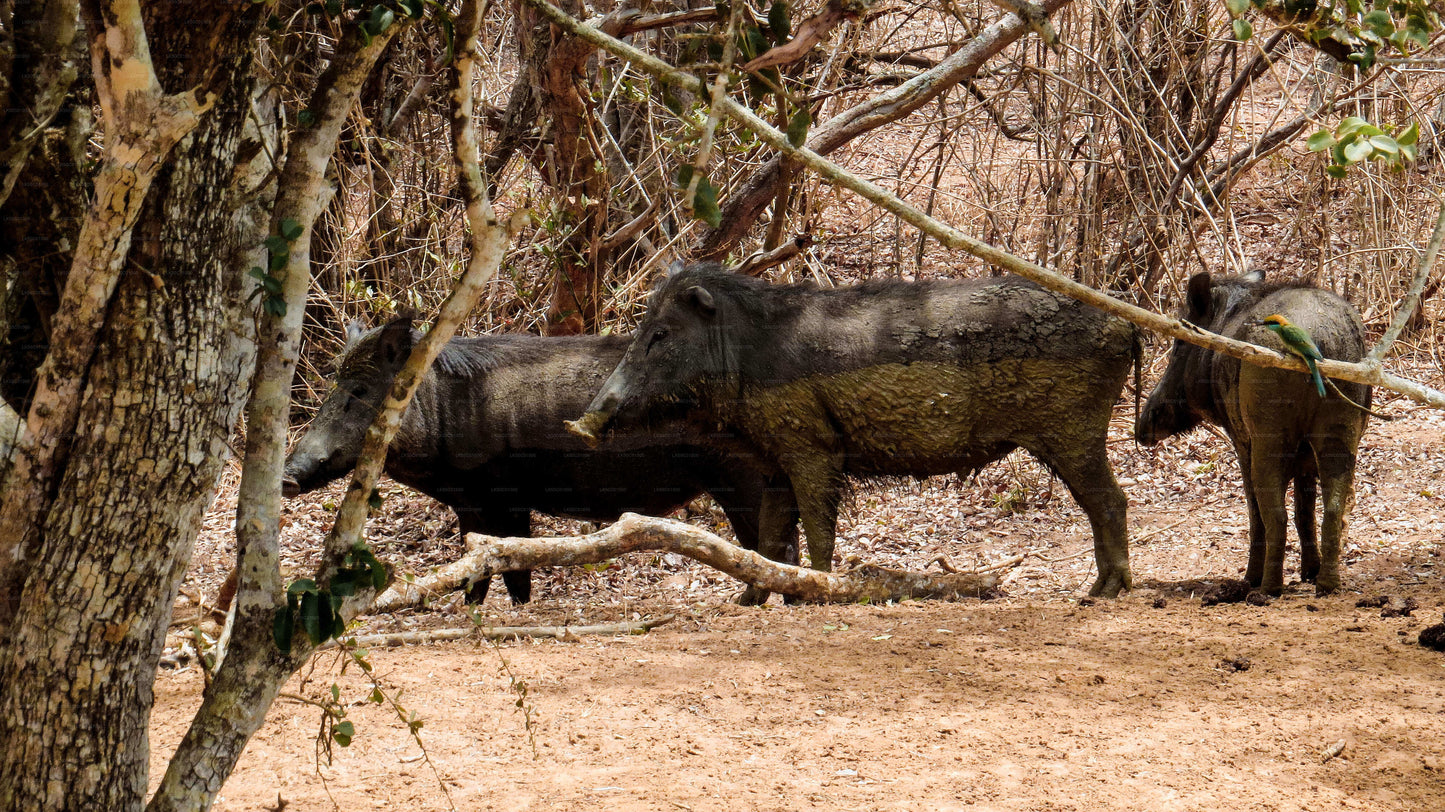 Yala National Park Private Safari with Naturalist