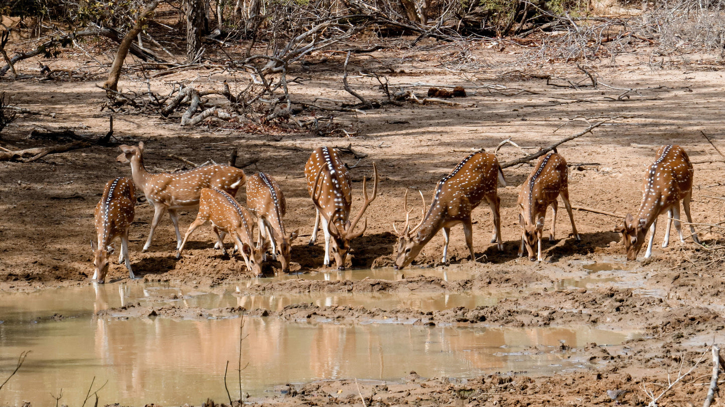 Yala National Park Private Safari with Naturalist