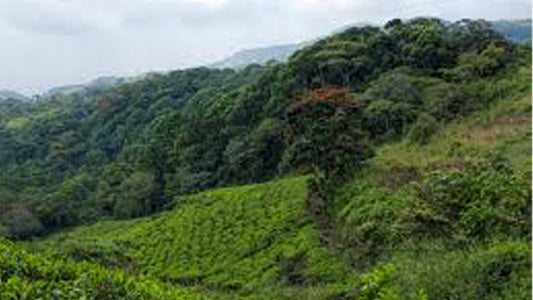 Sinharaja Rainforest from Galle