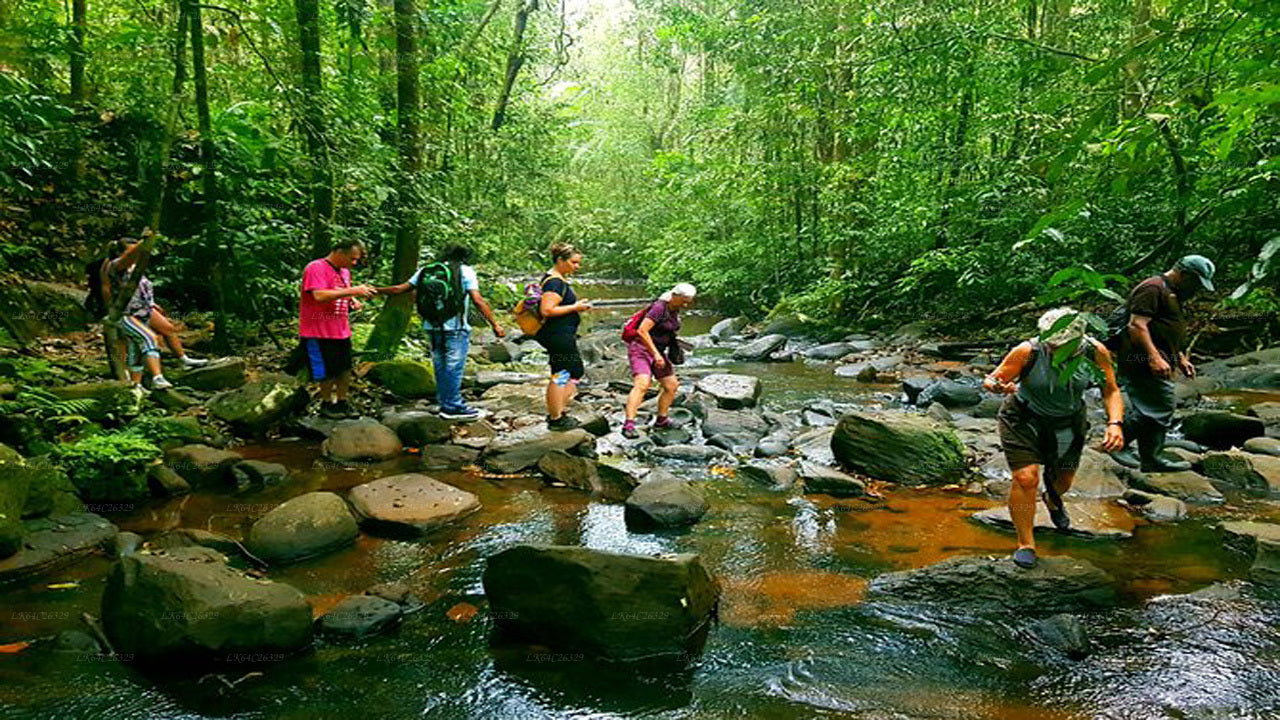 Sinharaja Rain Forest Water Fall Tour