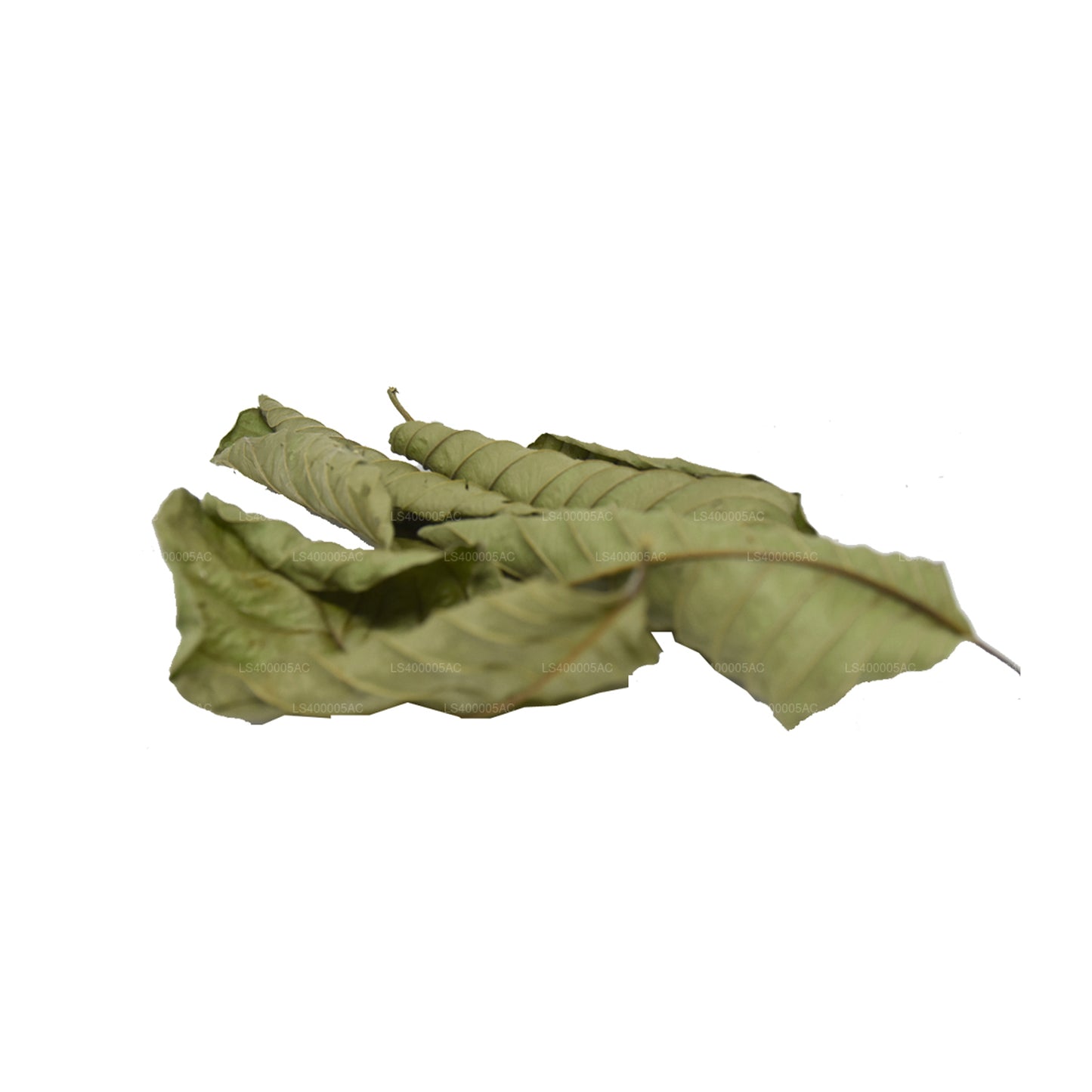 락푸라 탈수 구아바 잎