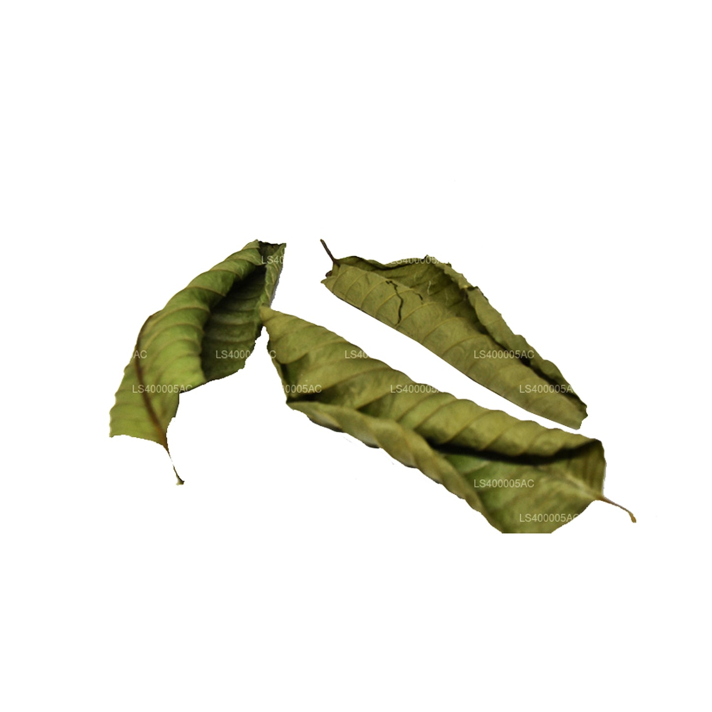 락푸라 탈수 구아바 잎