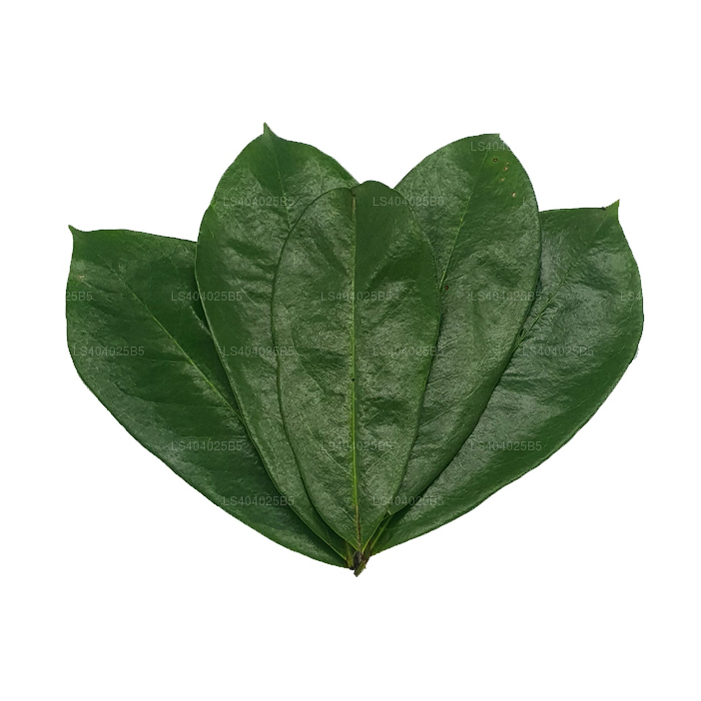 갓 말린 사워솝 (아노나 무리카타) 400잎
