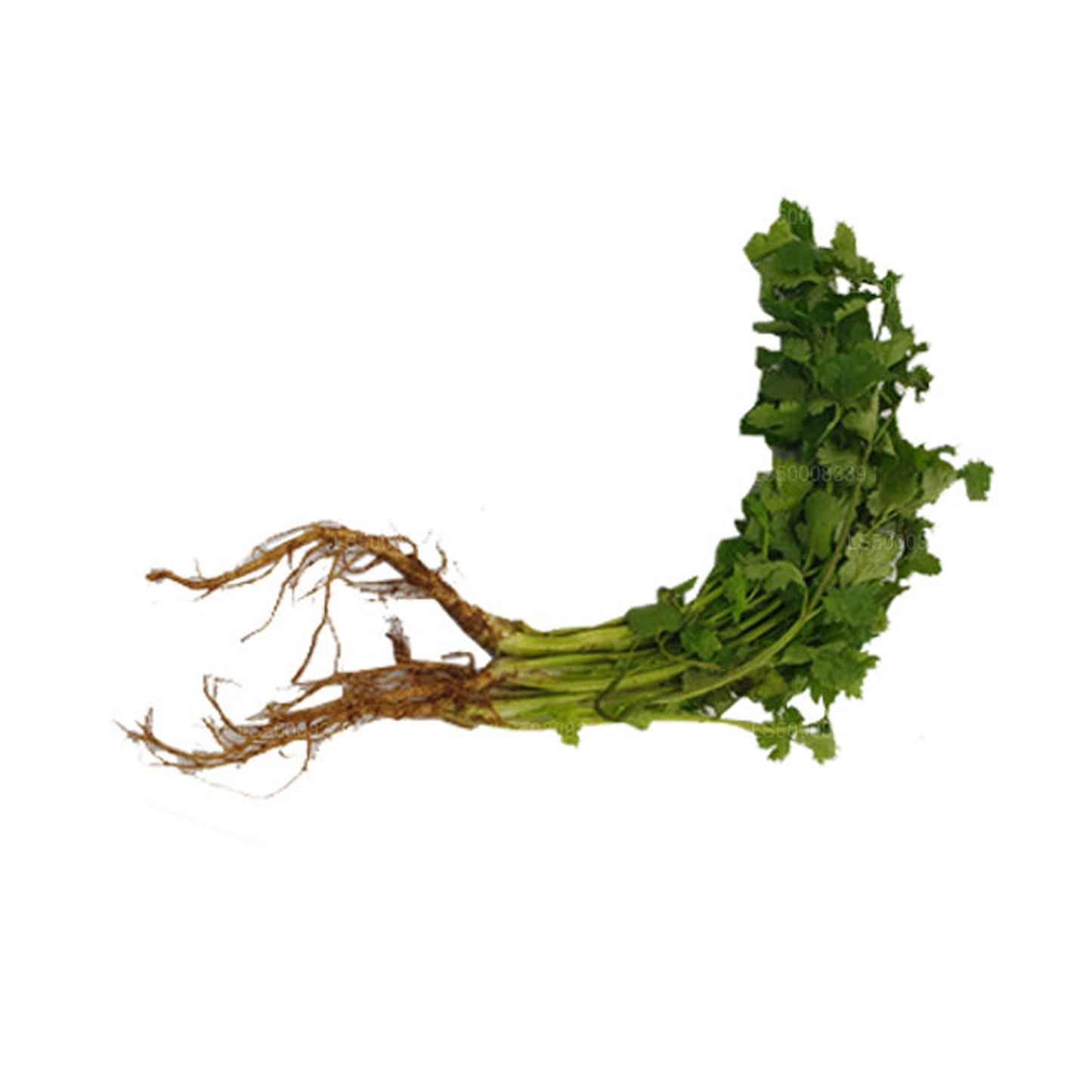 Coriander Leaves (කොත්තමල්ලි කොළ) (100g)