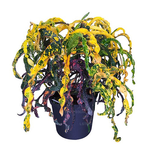 락푸라 드레드락스 크로톤 (30잎)