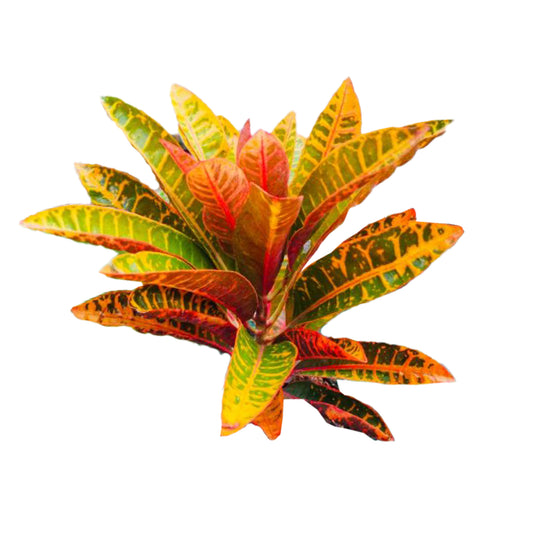 Lakpura Magnificent Croton (50 Leaves)