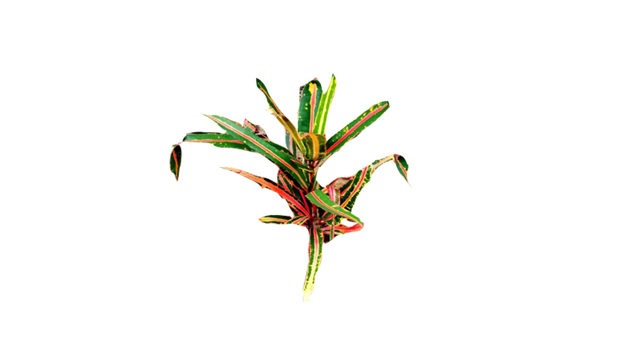 락푸라 빅토리아 골드벨 크로톤 (50잎)