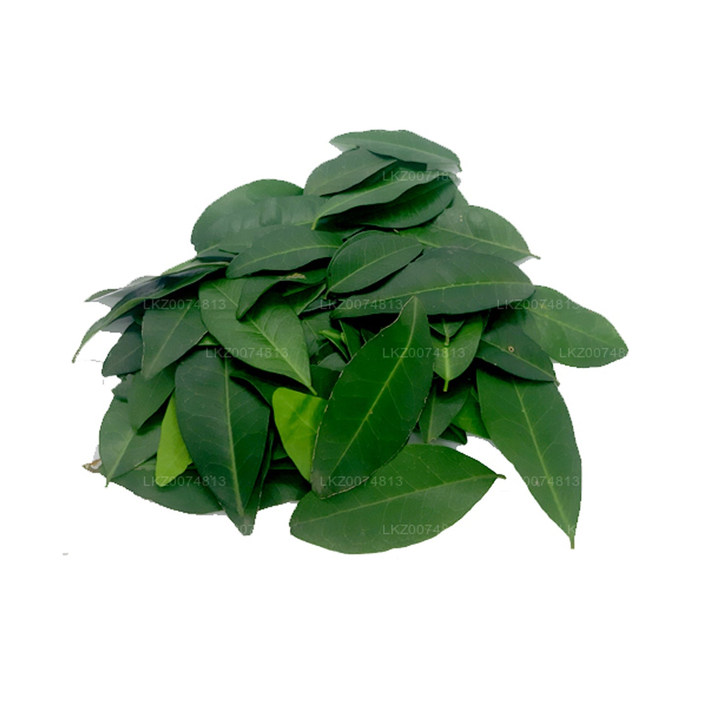 락푸라 프레시 야키 나란 (아탈란티아 셀라니카) 100잎
