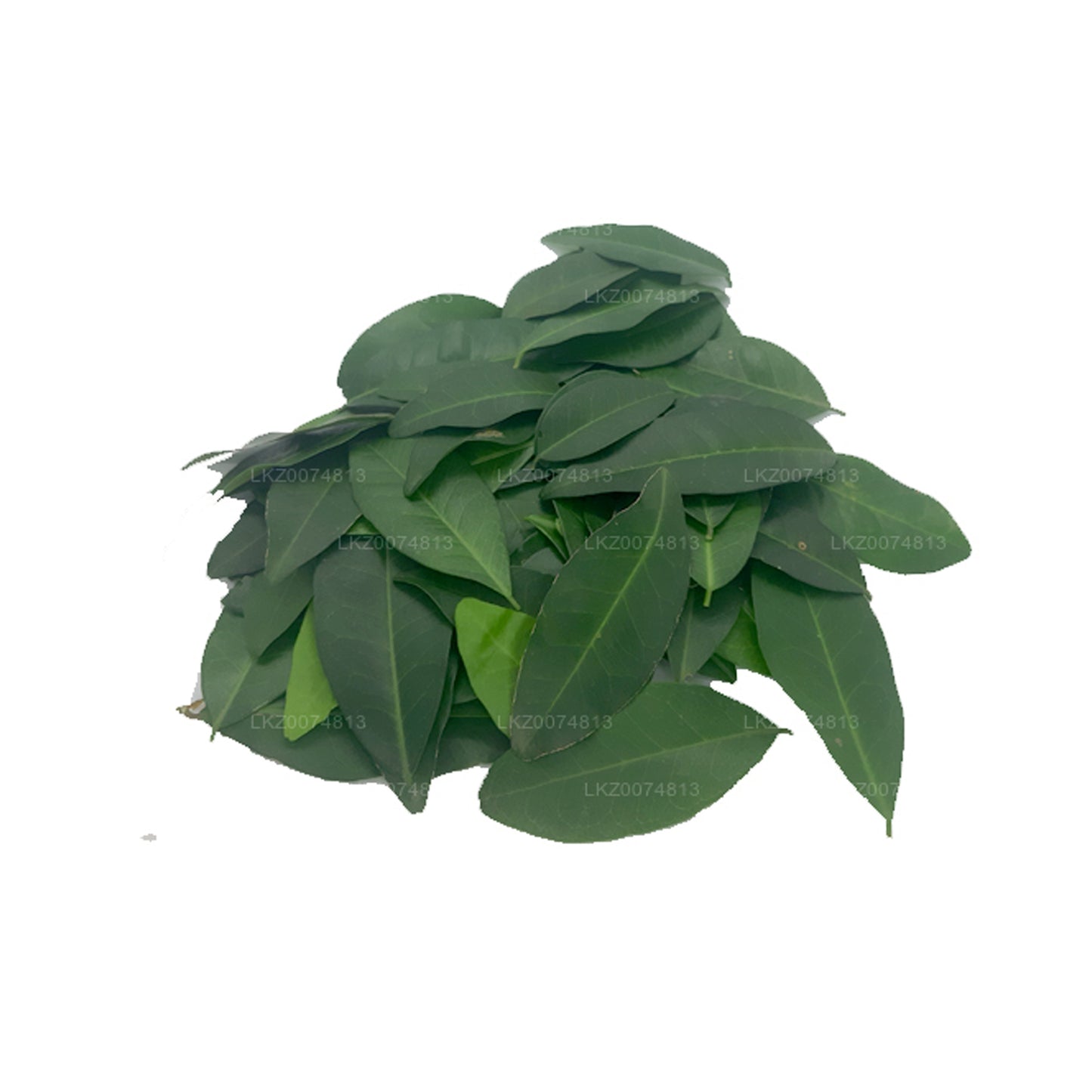 락푸라 프레시 야키 나란 (아탈란티아 셀라니카) 100잎