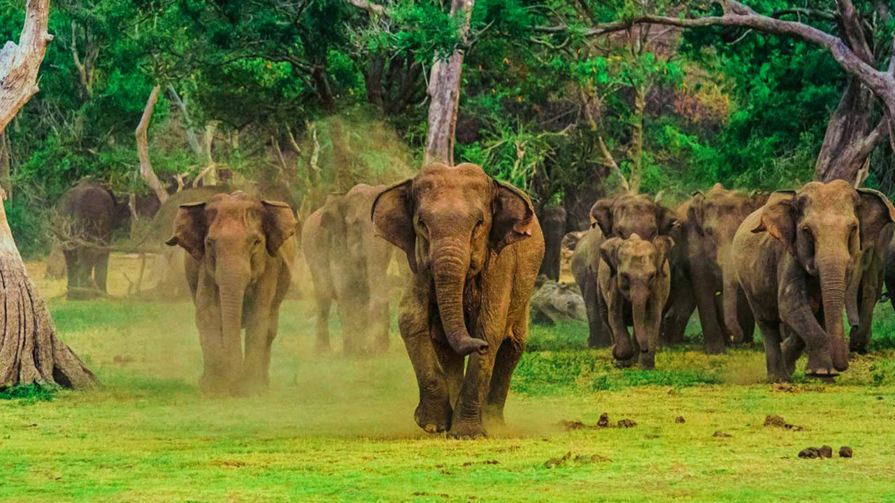 Wilpattu and Anuradhapura from Negombo (2 Days)