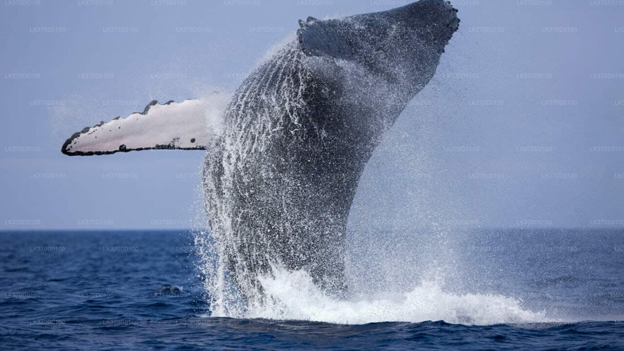벤토타에서 출발하는 고래 관찰 공유 보트 투어