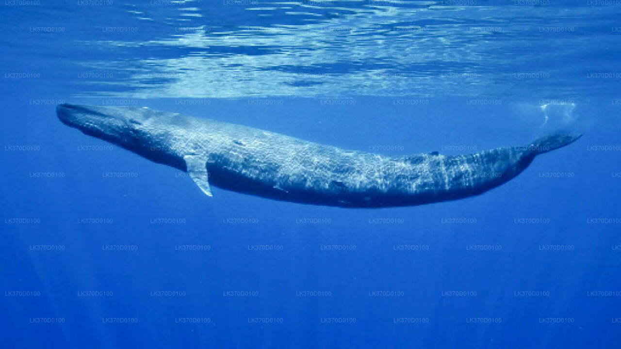 벤토타에서 출발하는 고래 관찰 공유 보트 투어