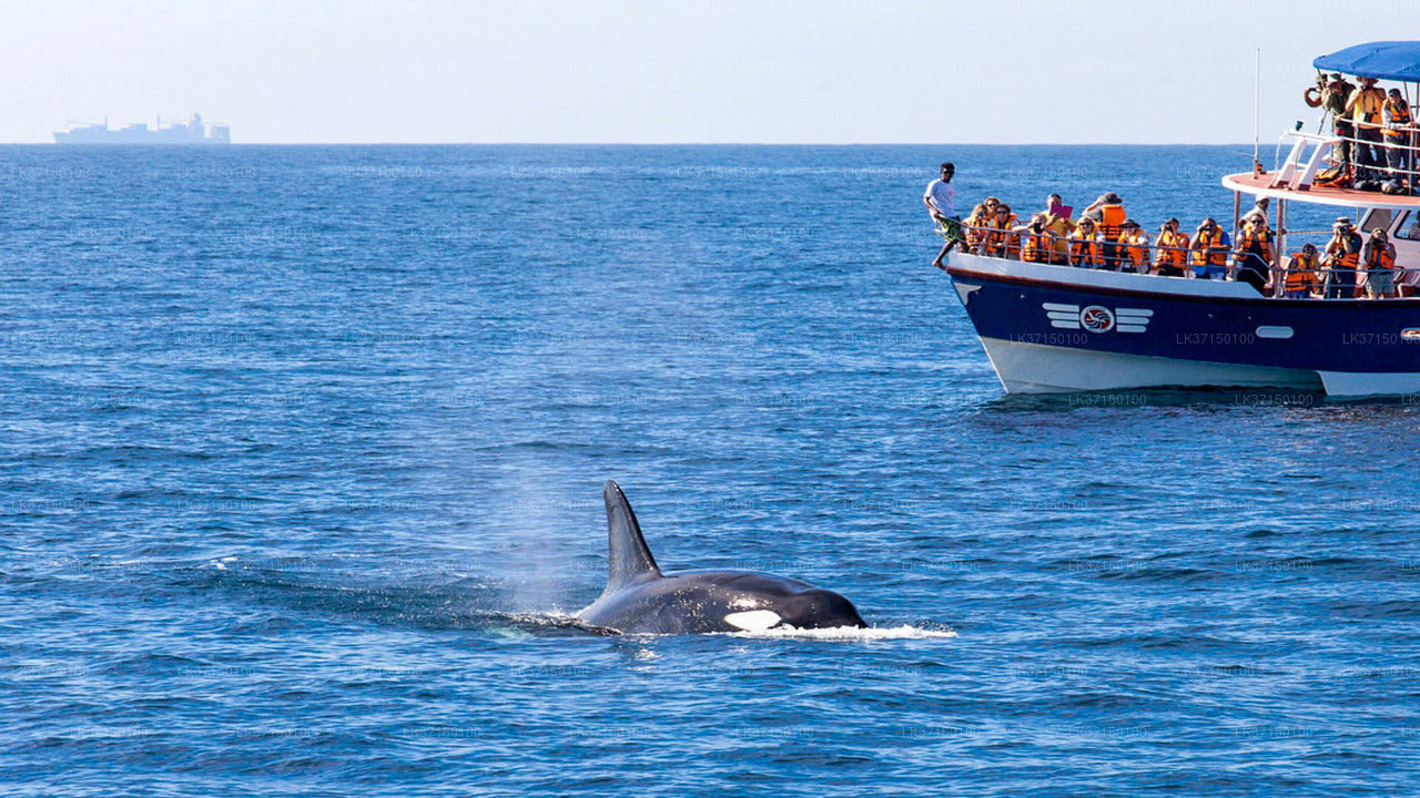 칼피티야에서 출발하는 고래 관찰 보트 투어