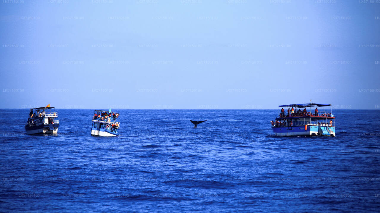 칼피티야에서 출발하는 고래 관찰 보트 투어
