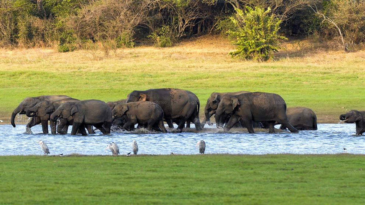 Kaudulla National Park Private Safari from Polonnaruwa