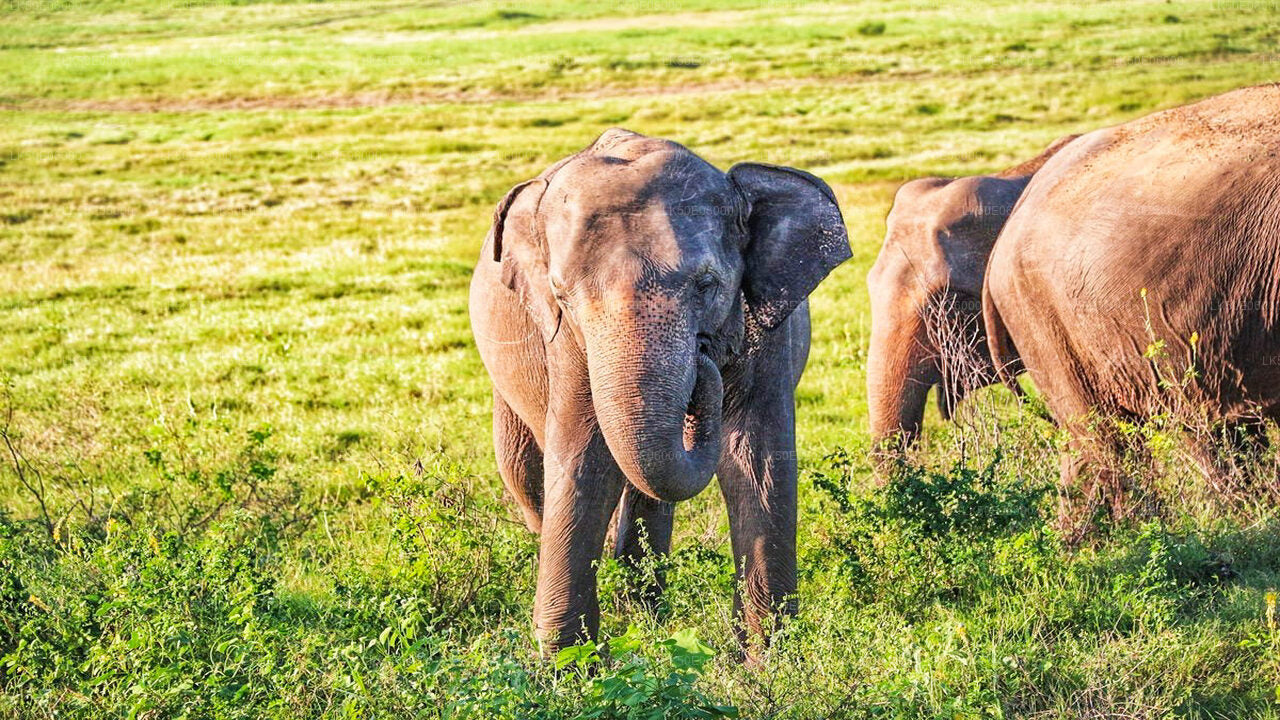 Hurulu Eco Park Private Safari from Dambulla