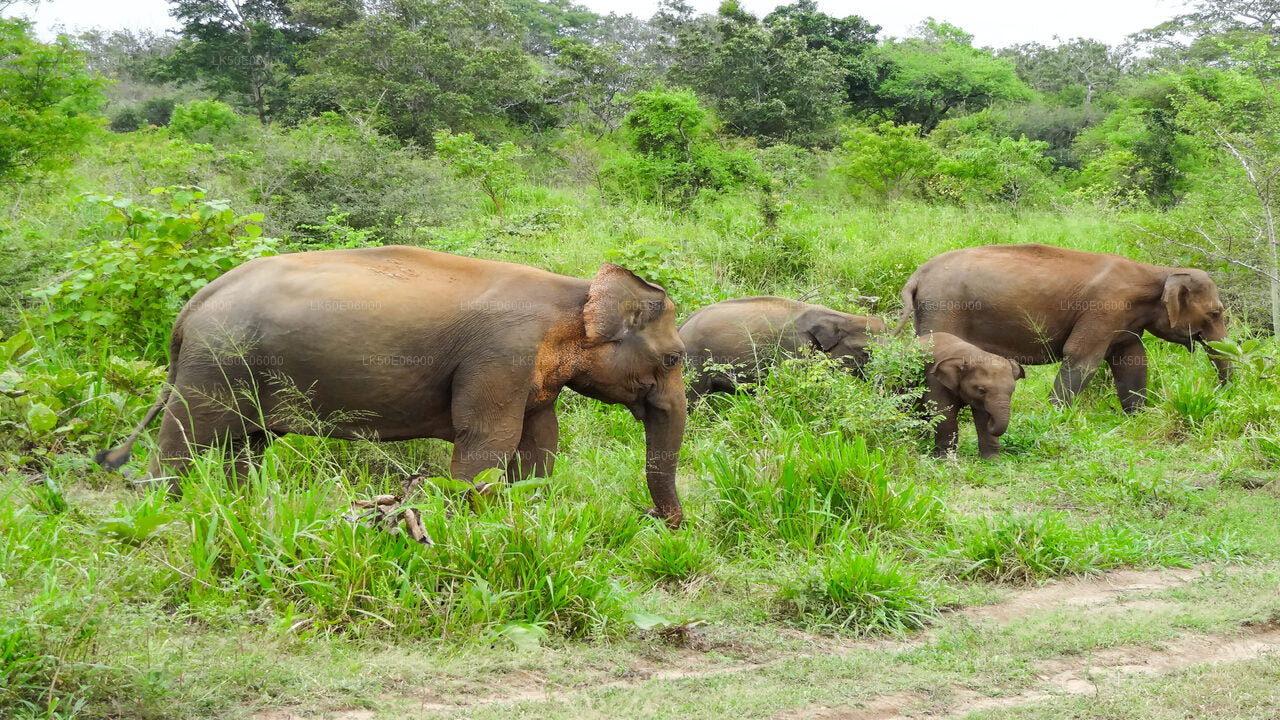 Hurulu Eco Park Private Safari from Dambulla