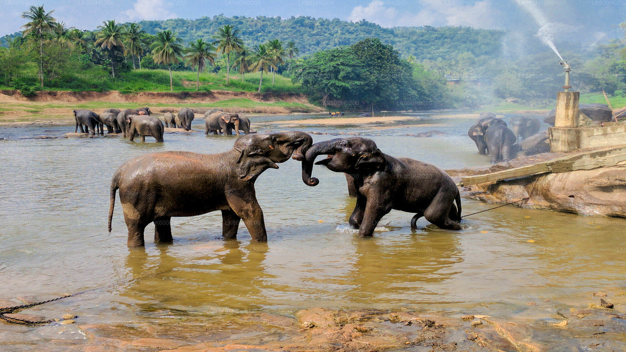 Pinnawala Elephant Orphanage from Colombo
