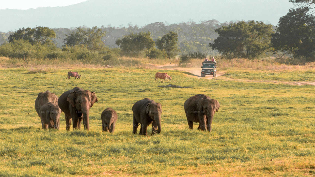 폴론나루와 고대 왕국과 하바라나에서 출발하는 야생 코끼리 사파리