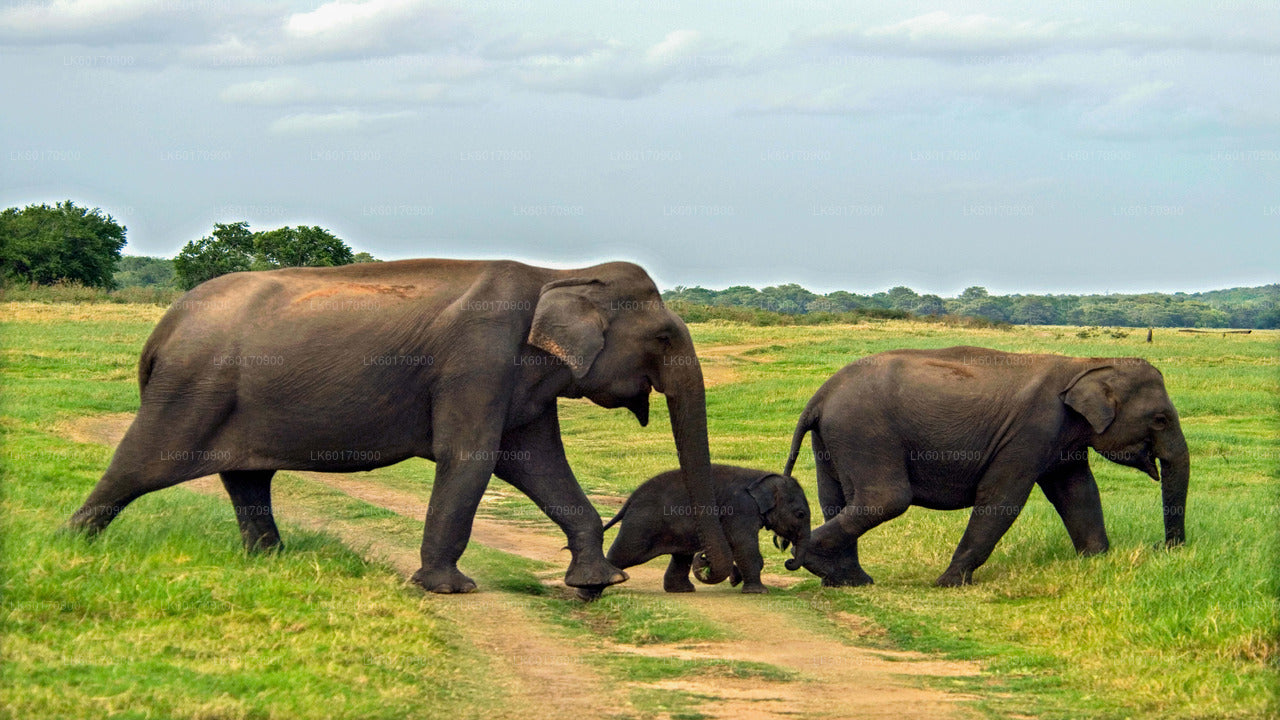 Elephant Explorer Tour from Kandy