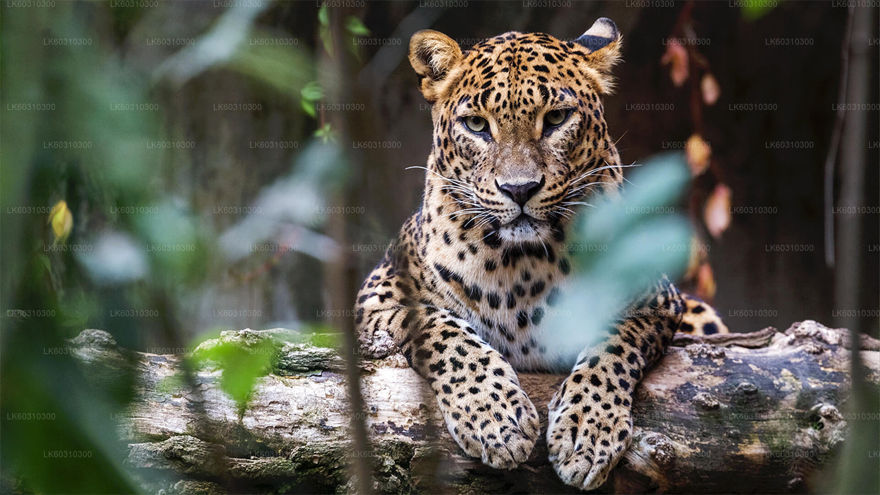 Yala National Park Safari from Ahangama