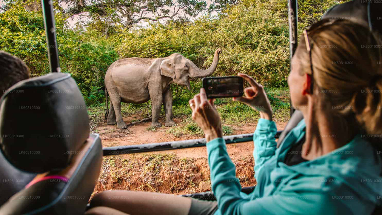 Yala National Park Safari from Ahangama