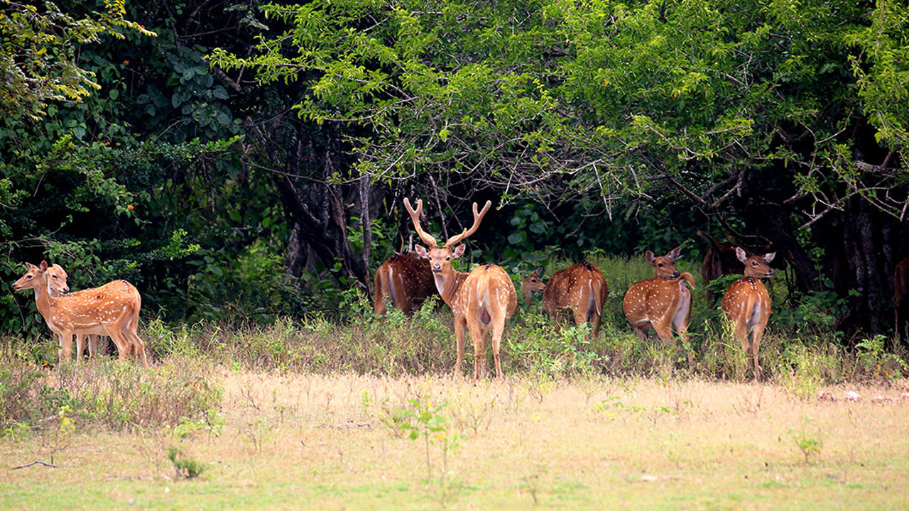 쿠마나 국립공원 입장권