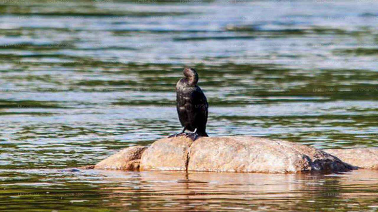 Birdwatching at Muthurajawela Marsh from Colombo