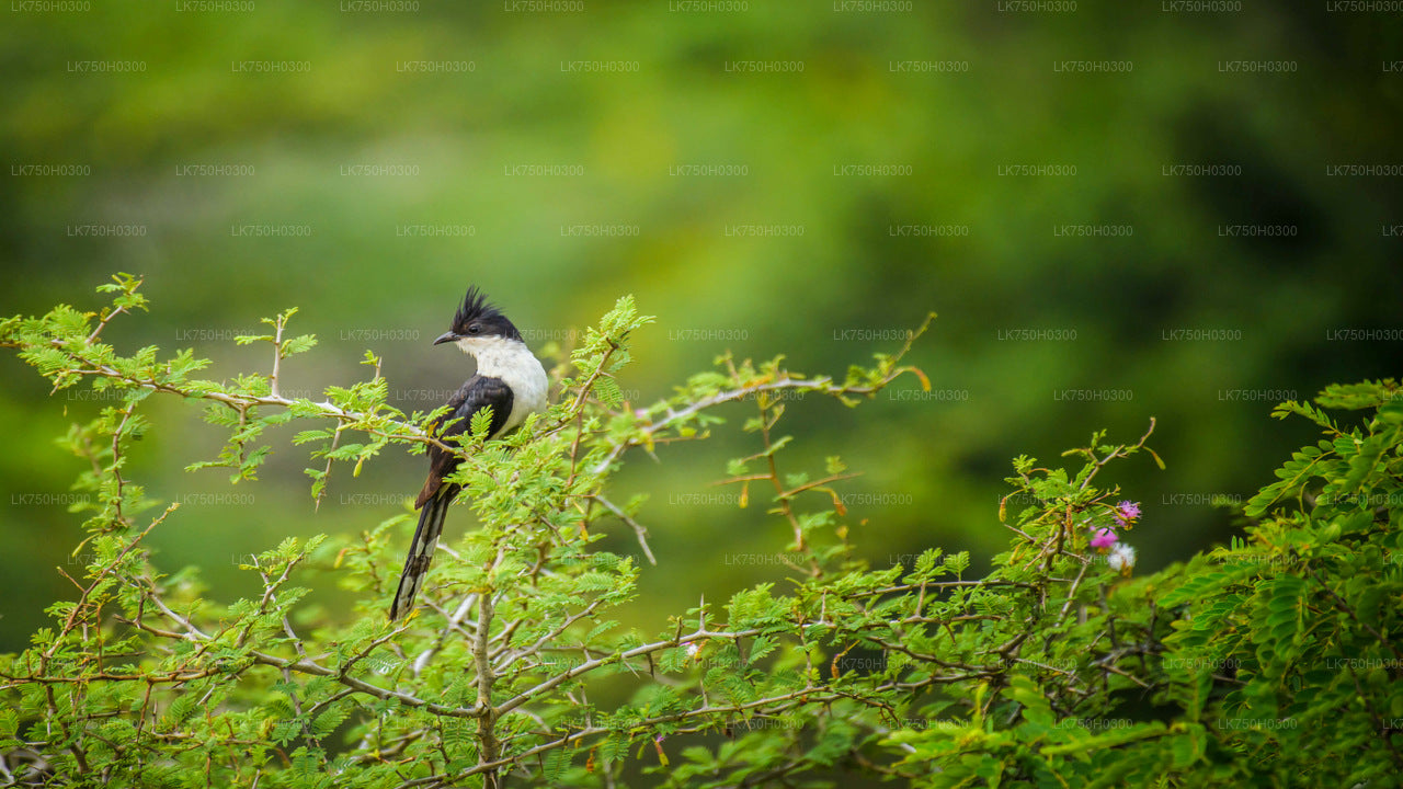 Birdwatching Forest Trek in Kitulgala from Colombo