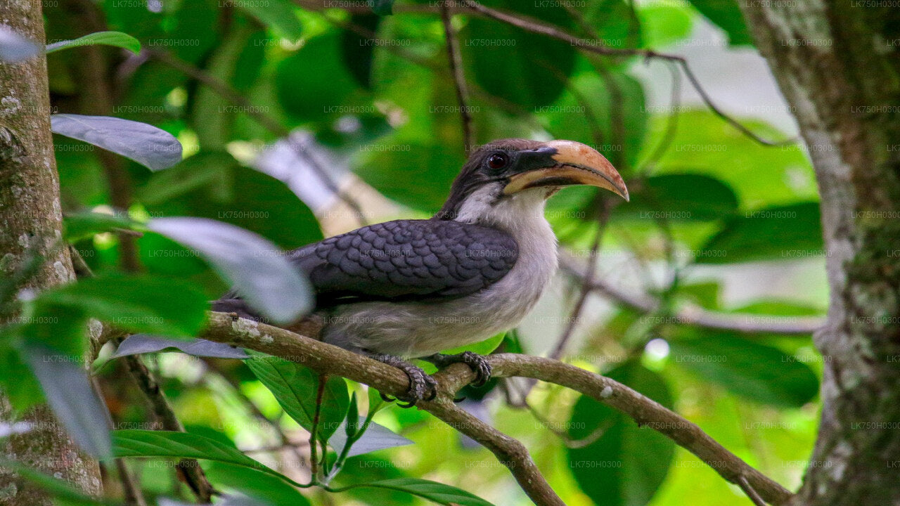 Birdwatching Forest Trek in Kitulgala from Colombo