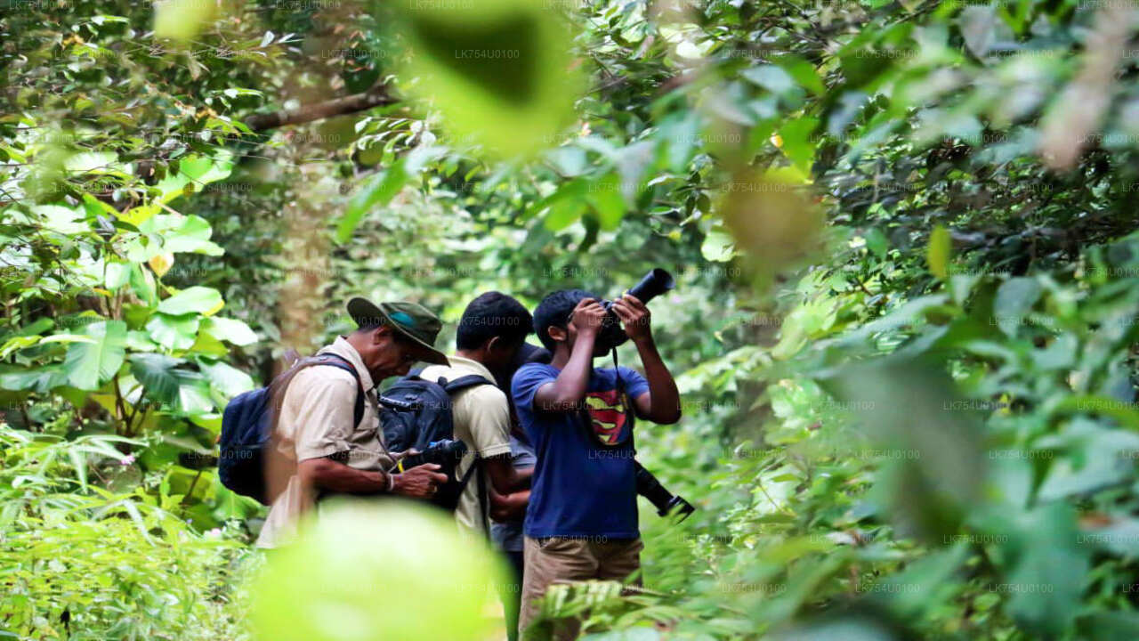 신하라자 열대우림에서 조류 관찰