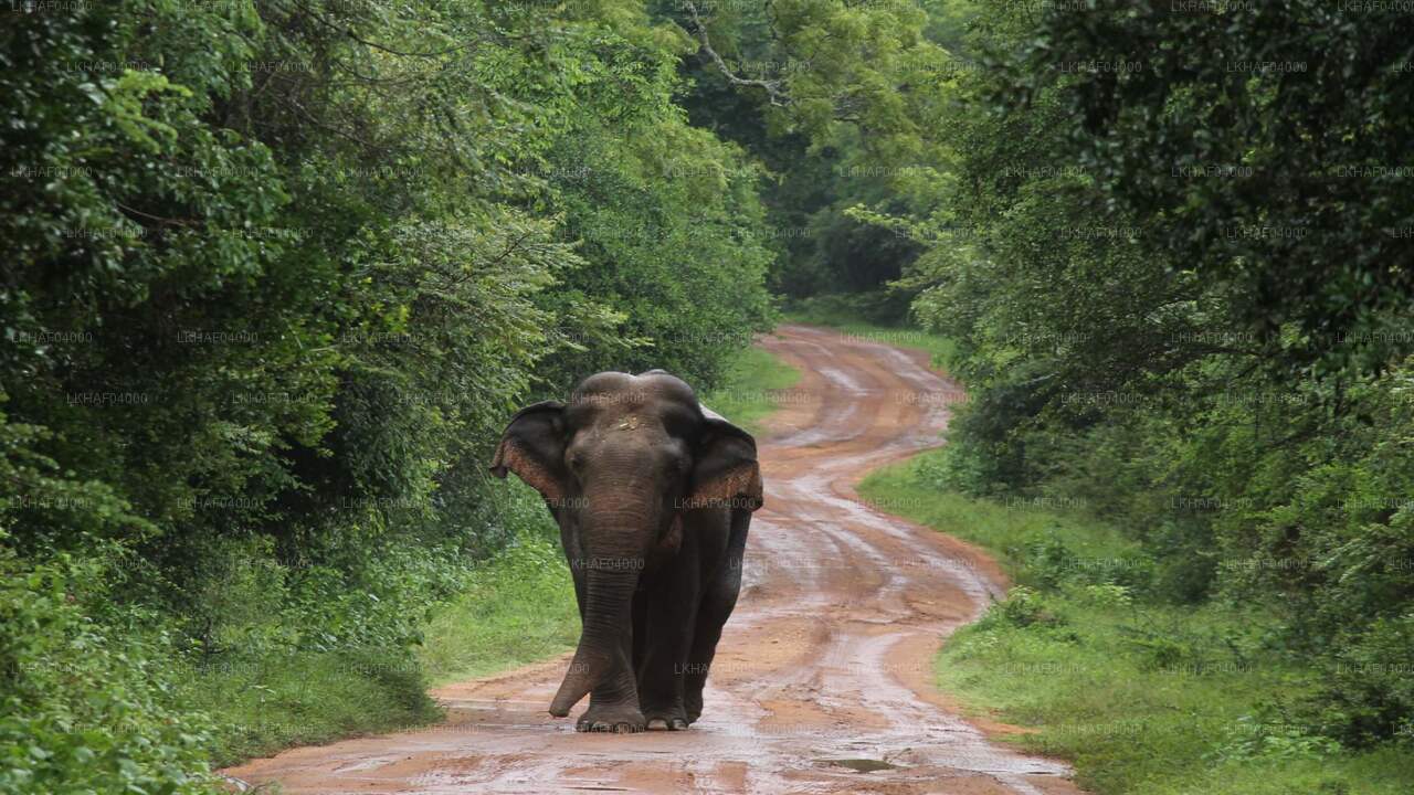 Wilpattu National Park Safari