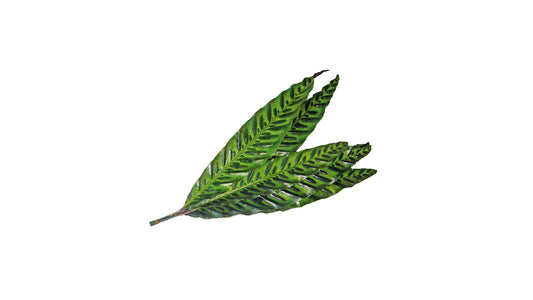 Lakpura Calathea Insignis (20 Leaves) Medium
