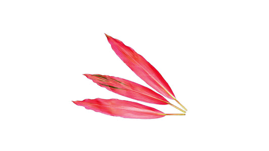 Lakpura Cordyline fruticosa 'Firebrand'  (20 Leaves) Medium