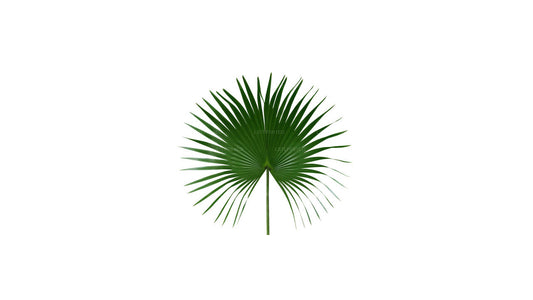 Lakpura China Fan Palm (20 Leaves) Medium