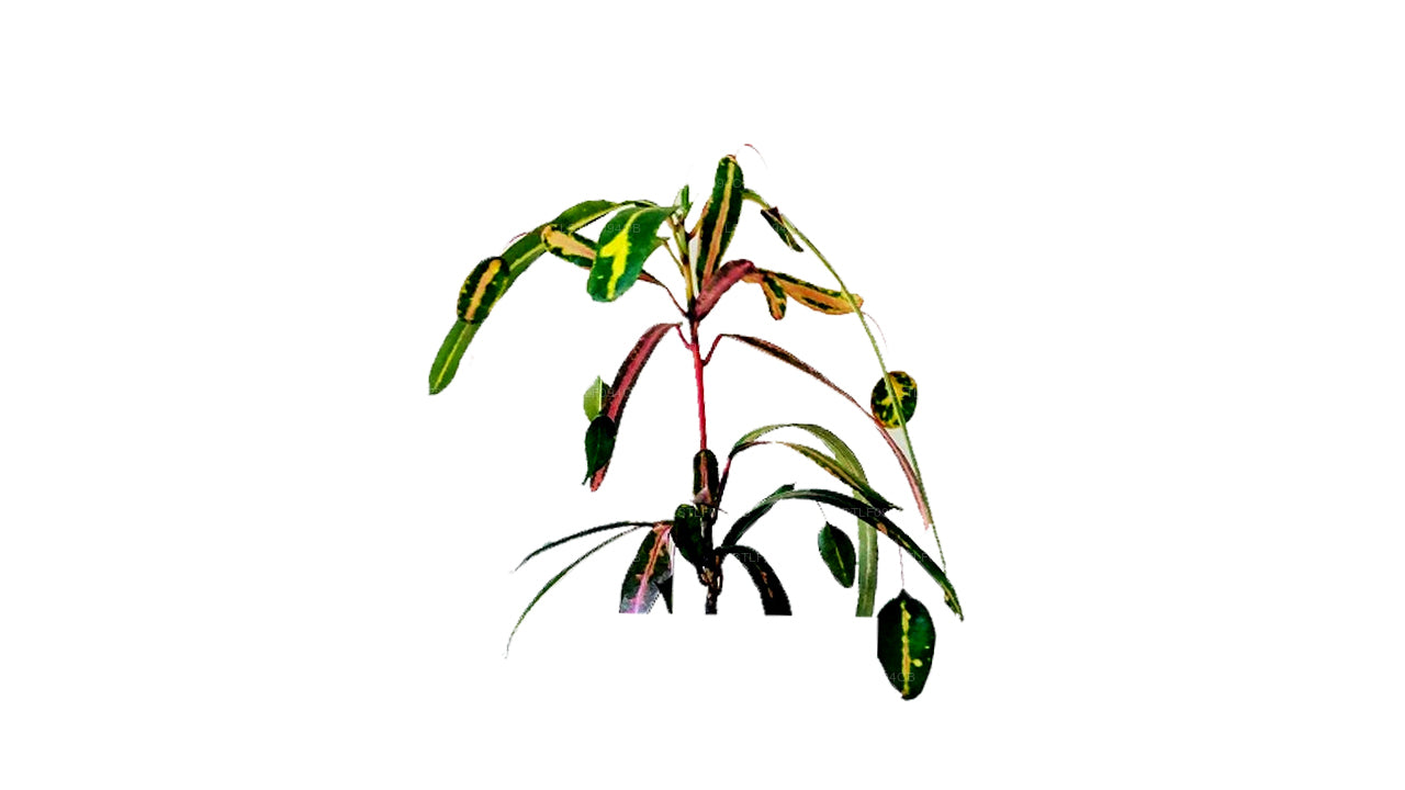 락푸라 빅토리아 골드벨 크로톤 (50잎)