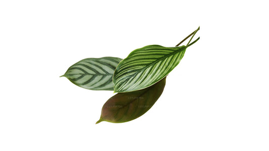 Lakpura Calathea Leaf (20 Leaves) Medium