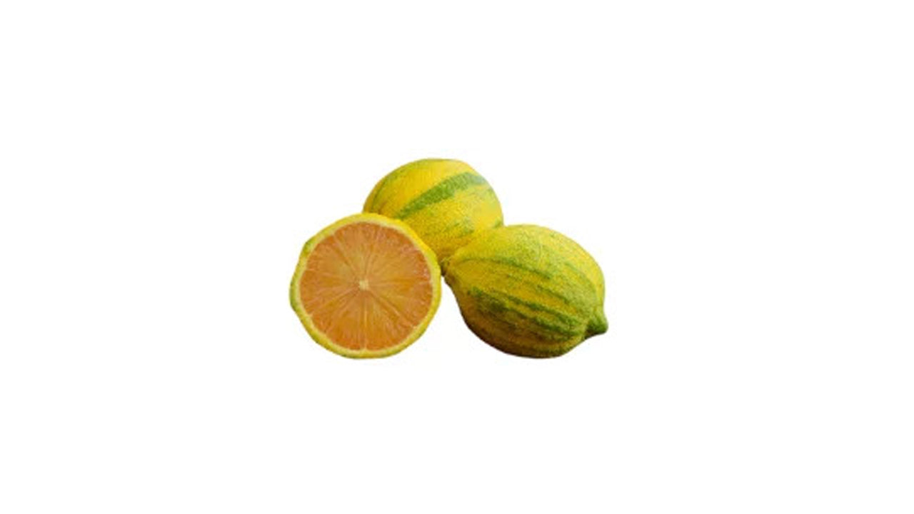 Variagated Lemon (වෙරිගේටඩ් ලෙමන් ලේයර්) Fruit Plant